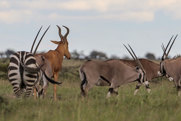 Laikipia