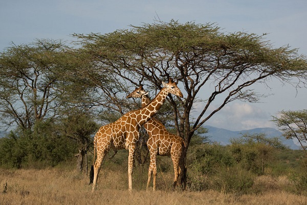 Samburu